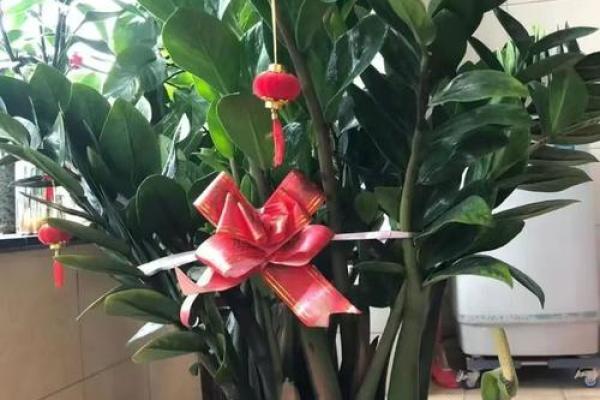 房子各个方位栽树好吗风水