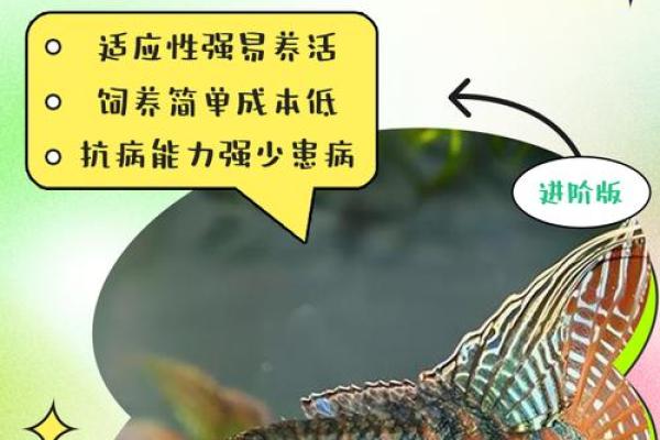 家里养风水鱼养几条比较好？有什么讲究吗？