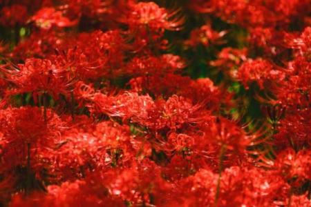 传统风水10种招鬼的花千万不能摆放在家里