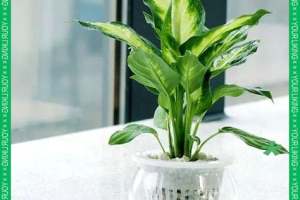 万年青 风水 万年青 风水