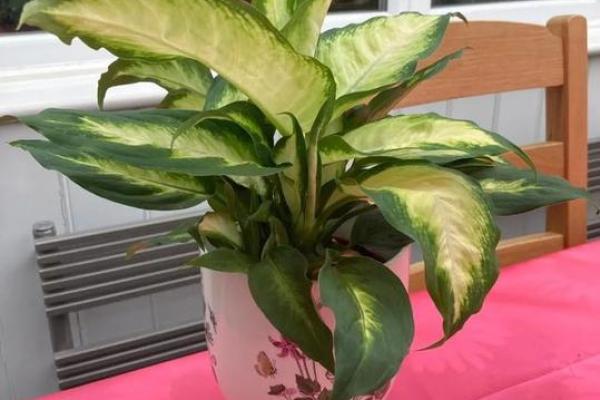 万年青 风水 万年青 风水