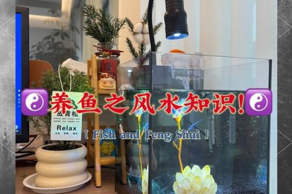 二楼养鱼风水 二楼养鱼风水