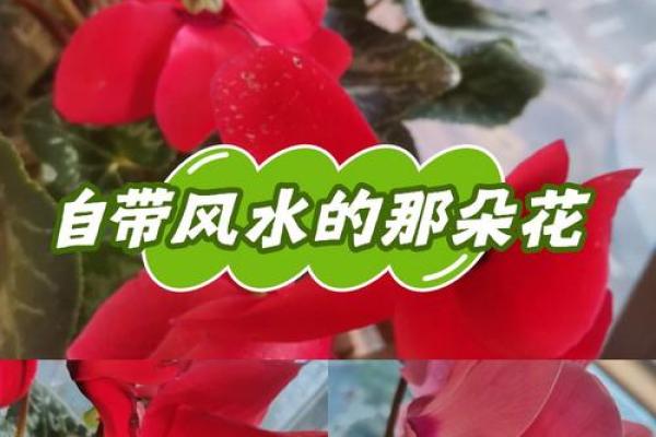 假花影响风水真的吗有哪些说法 假花影响风水真的吗有哪些说法