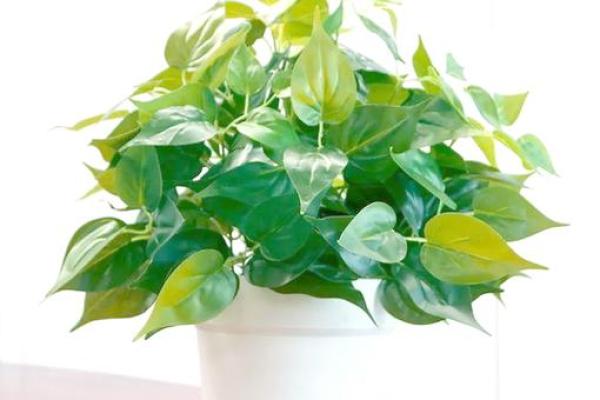 卫生间摆放植物有哪些风水讲究 卫生间摆放植物有哪些风水讲究