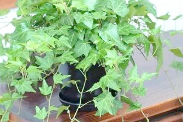 卫生间摆放植物有哪些风水讲究 卫生间摆放植物有哪些风水讲究