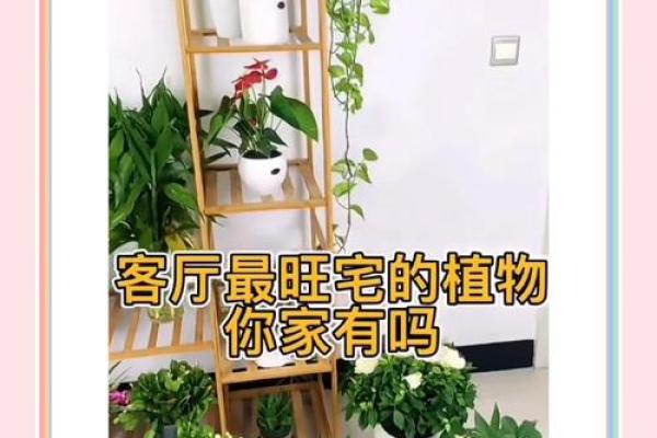 客厅植物摆放风水也有讲究 这些你都了解吗 客厅植物摆放风水也有讲究 这些你都了解吗