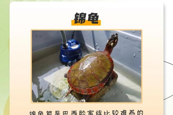 风水化煞龟选哪种如何选择适合自己的? 风水化煞龟选哪种如何选择适合自己的?