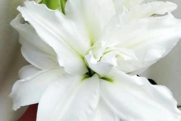 百合花有哪些风水作用 百合花有哪些风水作用