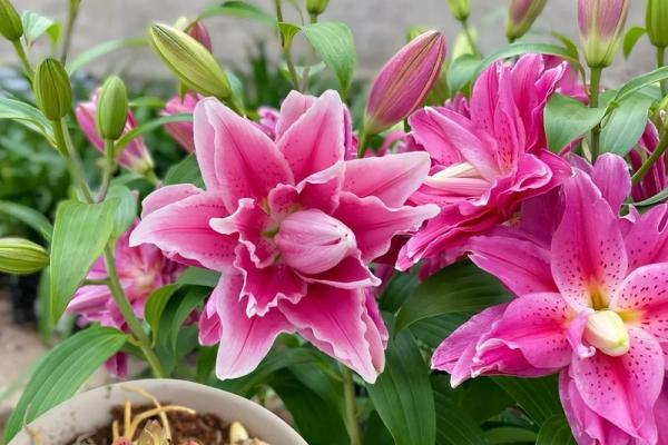 百合花有哪些风水作用 百合花有哪些风水作用