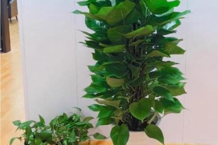 绿萝风水_进门看绿植好吗