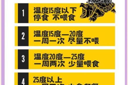 家里养乌龟需注意哪些风水问题