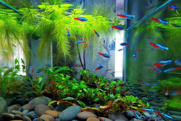 在家养什么鱼风水好? 在家养什么鱼风水好?