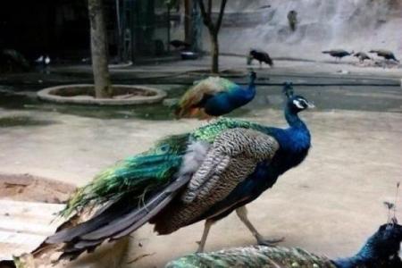 莆田凤凰山小鸟算命