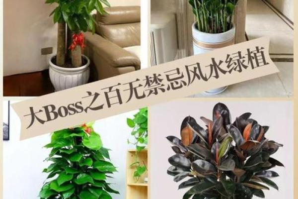 写字楼办公室风水绿植哪种最好推荐 写字楼办公室风水绿植哪种最好推荐