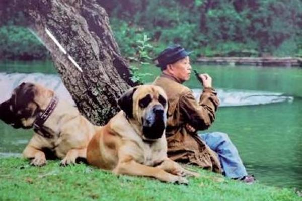 算命先生牛和猴配吗 算命先生牛和猴配吗