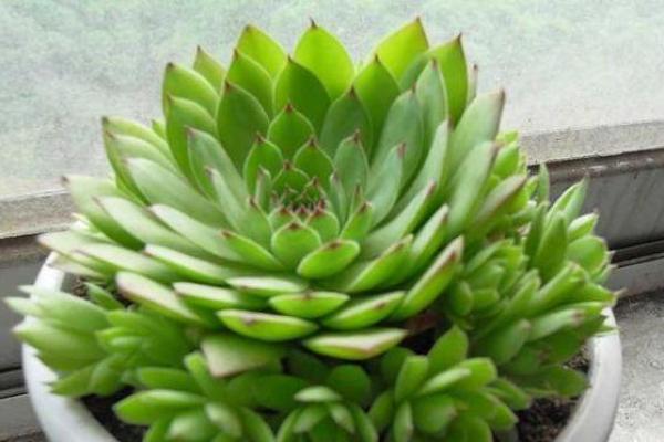 干旱之地观音救打一肖 干旱之地观音救打一肖