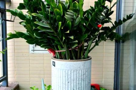 家居阳台风水知识 适合放在阳台的几种招财物