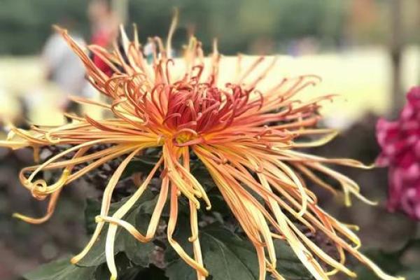 天后灵签陶渊明赏菊解签