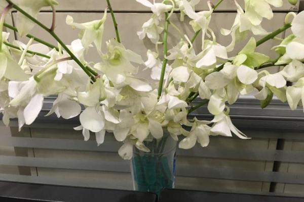 算命说的白花 算命说的白花