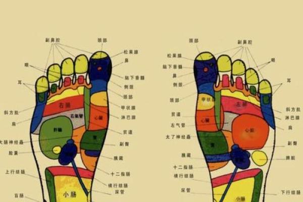 看相算命:详解脚底穴位图 看相算命:详解脚底穴位图