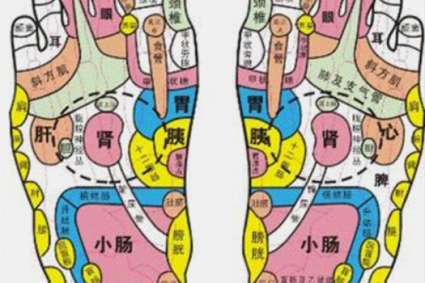 看相算命:详解脚底穴位图 看相算命:详解脚底穴位图