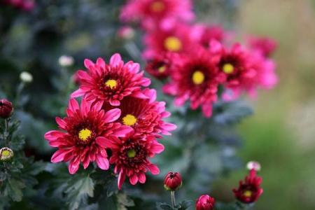 天后灵签陶渊明赏菊解签