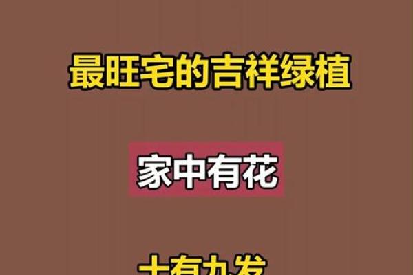 植物风水也有重要作用 推荐几种旺宅的植物 植物风水也有重要作用 推荐几种旺宅的植物