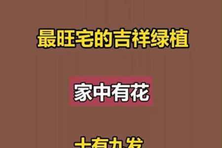 植物风水也有重要作用 推荐几种旺宅的植物