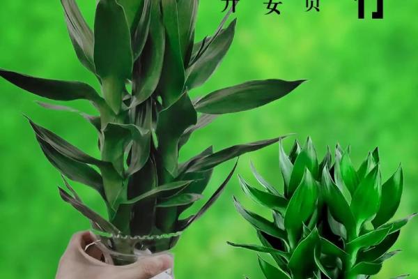 家中养富贵竹风水有讲究 家中养富贵竹风水有讲究