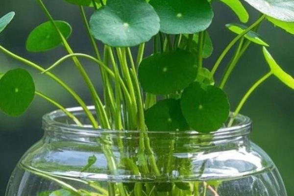 绿色 风水