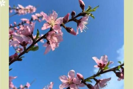 能够让你早日摘得桃花归的风水