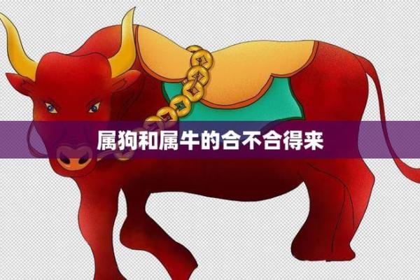 94年属狗和97年属牛八字合吗