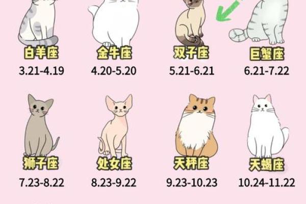 12星座射手座适合养什么猫 12星座射手座适合养什么猫