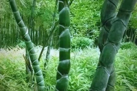 竹竿的风水