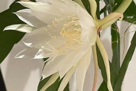风水讲究,家里面养昙花好不好