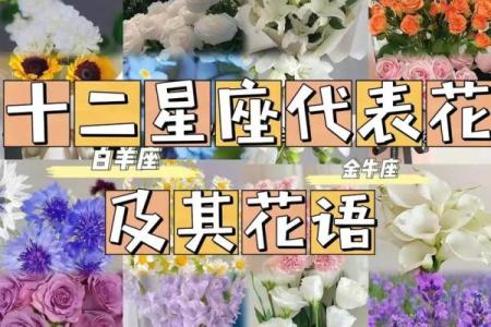 十二星座专属守护花都有哪些呢