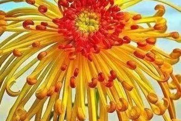 八字无花 八字无花