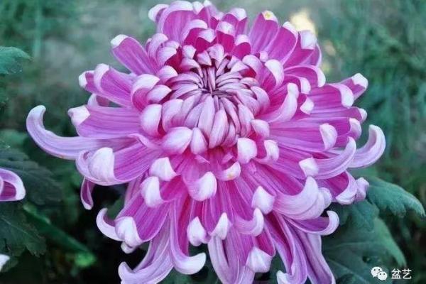八字无花 八字无花