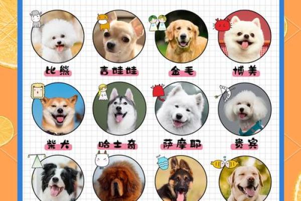 12星座适合养的什么狗