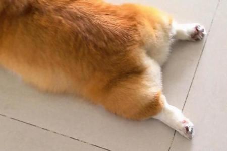 狗八字腿