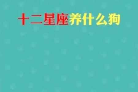 12星座适合养的什么狗
