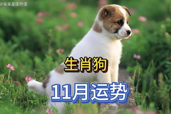 狗年运势旺到爆的星座 狗年运势旺到爆的星座