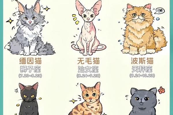 十二星座养什么猫适合 十二星座养什么猫适合