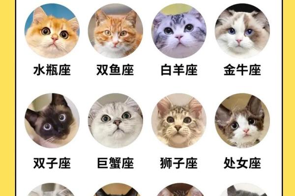 十二星座养什么猫适合 十二星座养什么猫适合