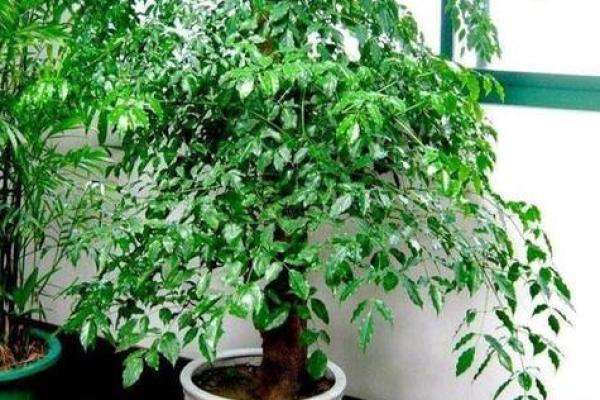 房子墙边长树风水好吗 房子墙边长树风水好吗