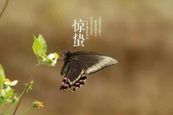 黄历惊蛰是什么意思,运气好命短 黄历惊蛰是什么意思,运气好命短