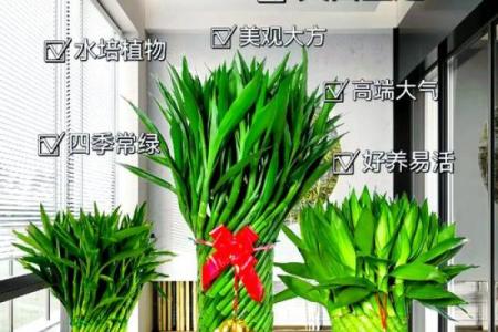 富贵竹究竟摆放在什么方位好呢