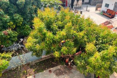家里种龙眼树影响风水 家里种龙眼树影响风水嘛