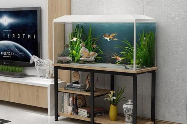 养鱼风水摆放位置的禁忌有哪些呢 养鱼风水摆放位置的禁忌有哪些呢