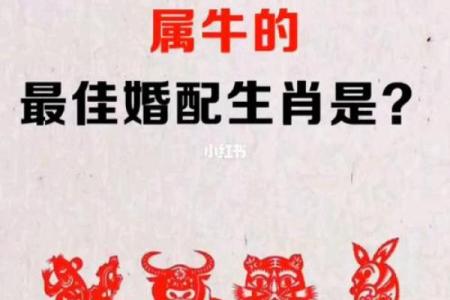 牛的配对属相婚配表